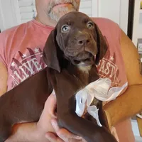 Marlin, a male German Shorthaired Pointer for sale in Defuniak Springs, FL – 4 of 7