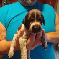 Clark, a male German Shorthaired Pointer for sale in Defuniak Springs, FL – 6 of 8