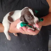 Tuna Fish , a male German Shorthaired Pointer for sale in Defuniak Springs, FL – 6 of 6
