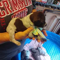 Marvin Martian , a male German Shorthaired Pointer for sale in Defuniak Springs, FL – 3 of 8