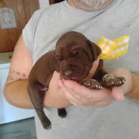 Abigail, a female German Shorthaired Pointer for sale in Defuniak Springs, FL – 6 of 9