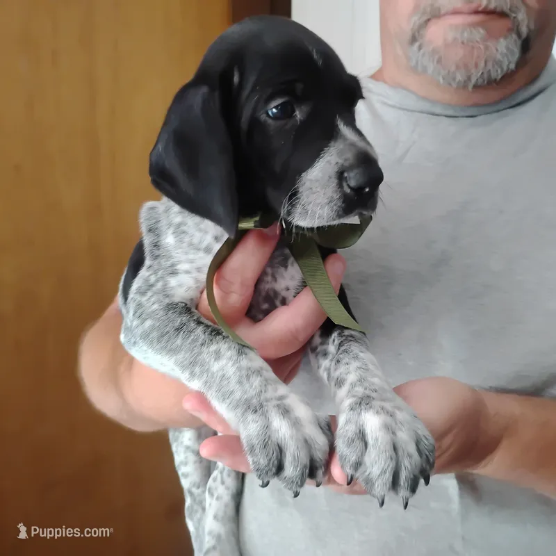 Rocky Road – German Shorthaired Pointer puppy on hold in Defuniak Springs, FL