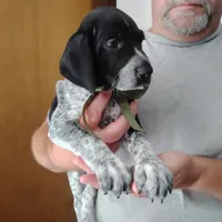 Rocky Road, a male German Shorthaired Pointer for sale in Defuniak Springs, FL – 1 of 9