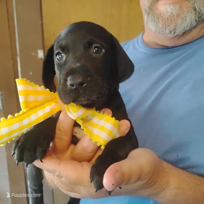 Ellie – German Shorthaired Pointer puppy for sale in Defuniak Springs, FL