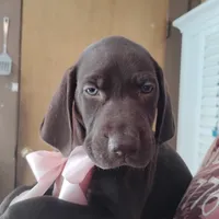 Guppy, a female German Shorthaired Pointer for sale in Defuniak Springs, FL – 6 of 8