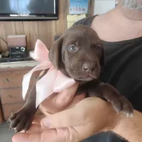 Bethany, a female German Shorthaired Pointer for sale in Defuniak Springs, FL – 6 of 10