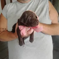 Evelyn, a female German Shorthaired Pointer for sale in Defuniak Springs, FL – 6 of 8