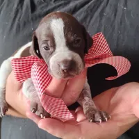 Queen Trigger , a female German Shorthaired Pointer for sale in Defuniak Springs, FL – 4 of 7