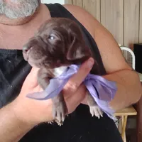 Lil' Perch , a female German Shorthaired Pointer for sale in Defuniak Springs, FL – 2 of 4