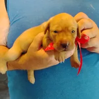 Rose, a female Labrador Retriever for sale in Defuniak Springs, FL – 2 of 7