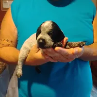 Eddy, a male German Shorthaired Pointer for sale in Defuniak Springs, FL – 2 of 8