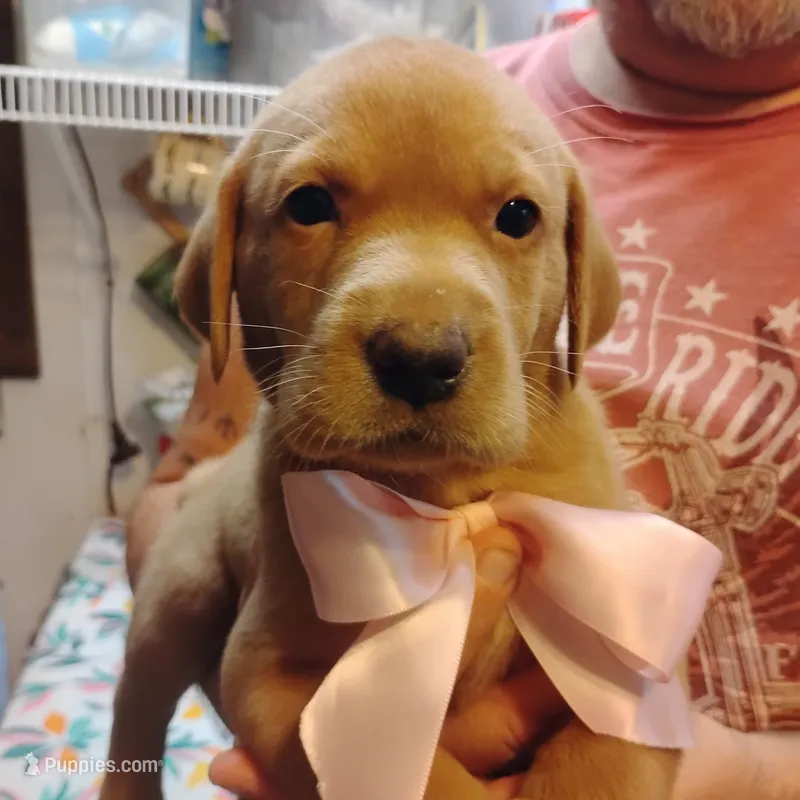 Posie – Labrador Retriever puppy for sale in Defuniak Springs, FL