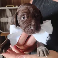 Marlin, a male German Shorthaired Pointer for sale in Defuniak Springs, FL – 3 of 7