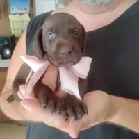 Bethany, a female German Shorthaired Pointer for sale in Defuniak Springs, FL – 7 of 10