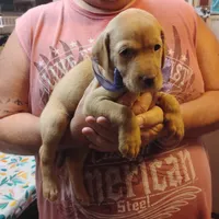 Lilac, a female Labrador Retriever for sale in Defuniak Springs, FL – 8 of 8