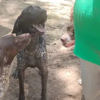 Jackson, a male German Shorthaired Pointer for sale in Defuniak Springs, FL – 8 of 9