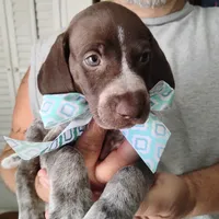Foghorn Leghorn, a male German Shorthaired Pointer for sale in Defuniak Springs, FL – 6 of 8