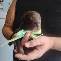 Homer , a male German Shorthaired Pointer for sale in Defuniak Springs, FL – 2 of 10