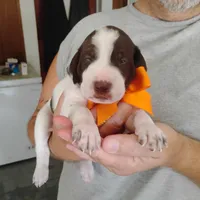 Horace, a male German Shorthaired Pointer for sale in Defuniak Springs, FL – 6 of 8