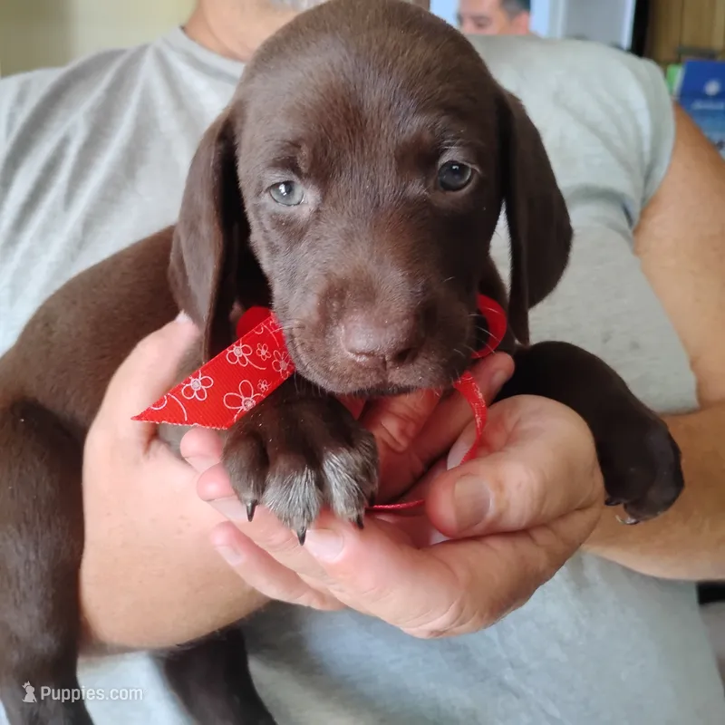 Speedy Gonzales – German Shorthaired Pointer puppy for sale in Defuniak Springs, FL