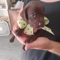 Rusty, a male German Shorthaired Pointer for sale in Defuniak Springs, FL – 6 of 9