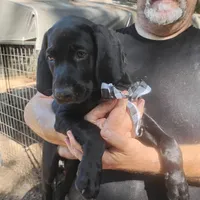 Curtis, a male German Shorthaired Pointer for sale in Defuniak Springs, FL – 4 of 10