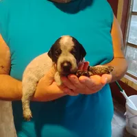Eddy, a male German Shorthaired Pointer for sale in Defuniak Springs, FL – 5 of 8