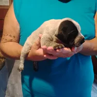 Eddy, a male German Shorthaired Pointer for sale in Defuniak Springs, FL – 7 of 8