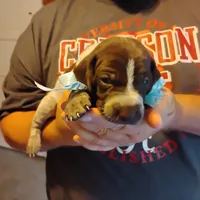 Foghorn Leghorn, a male German Shorthaired Pointer for sale in Defuniak Springs, FL – 6 of 9