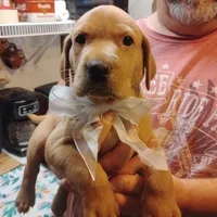 Ollie, a male Labrador Retriever for sale in Defuniak Springs, FL – 6 of 8