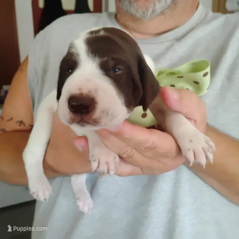Sebastian  – German Shorthaired Pointer puppy for sale in Defuniak Springs, FL