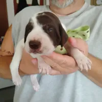 Sebastian , a male German Shorthaired Pointer for sale in Defuniak Springs, FL – 1 of 7