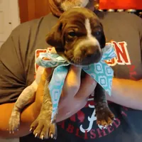 Foghorn Leghorn, a male German Shorthaired Pointer for sale in Defuniak Springs, FL – 3 of 9