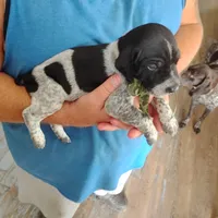 Rocky Road, a male German Shorthaired Pointer for sale in Defuniak Springs, FL – 7 of 9