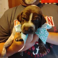 Foghorn Leghorn, a male German Shorthaired Pointer for sale in Defuniak Springs, FL – 4 of 9