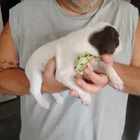 Sebastian , a male German Shorthaired Pointer for sale in Defuniak Springs, FL – 7 of 7