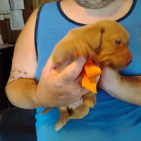 Marty, a male Labrador Retriever for sale in Defuniak Springs, FL – 7 of 7