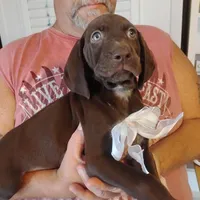 Marlin, a male German Shorthaired Pointer for sale in Defuniak Springs, FL – 7 of 7