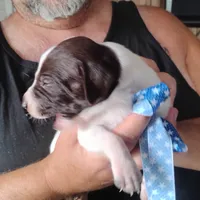 Barracuda, a male German Shorthaired Pointer for sale in Defuniak Springs, FL – 6 of 6