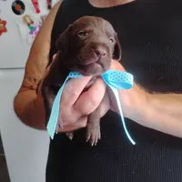 Edward, a male German Shorthaired Pointer for sale in Defuniak Springs, FL – 1 of 9