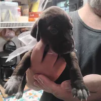 Tweety, a female German Shorthaired Pointer for sale in Defuniak Springs, FL – 5 of 7