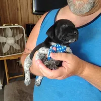 Neopolitan , a male German Shorthaired Pointer for sale in Defuniak Springs, FL – 3 of 10