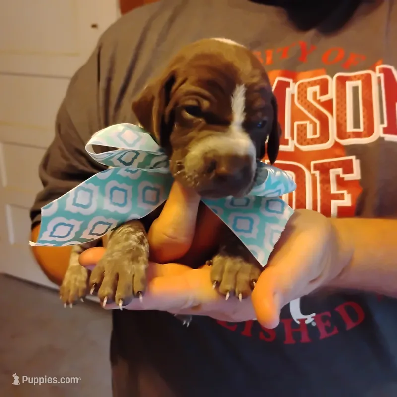 Foghorn Leghorn – German Shorthaired Pointer puppy for sale in Defuniak Springs, FL