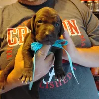 Elmer Fudd , a male German Shorthaired Pointer for sale in Defuniak Springs, FL – 6 of 7