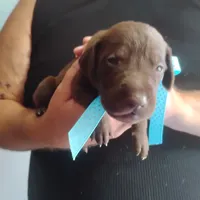 Edward, a male German Shorthaired Pointer for sale in Defuniak Springs, FL – 5 of 9