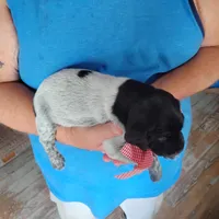 Strawberry Shortcake, a female German Shorthaired Pointer for sale in Defuniak Springs, FL – 5 of 8