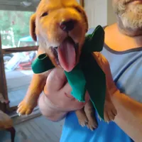 Timmy , a male Labrador Retriever for sale in Defuniak Springs, FL – 4 of 8