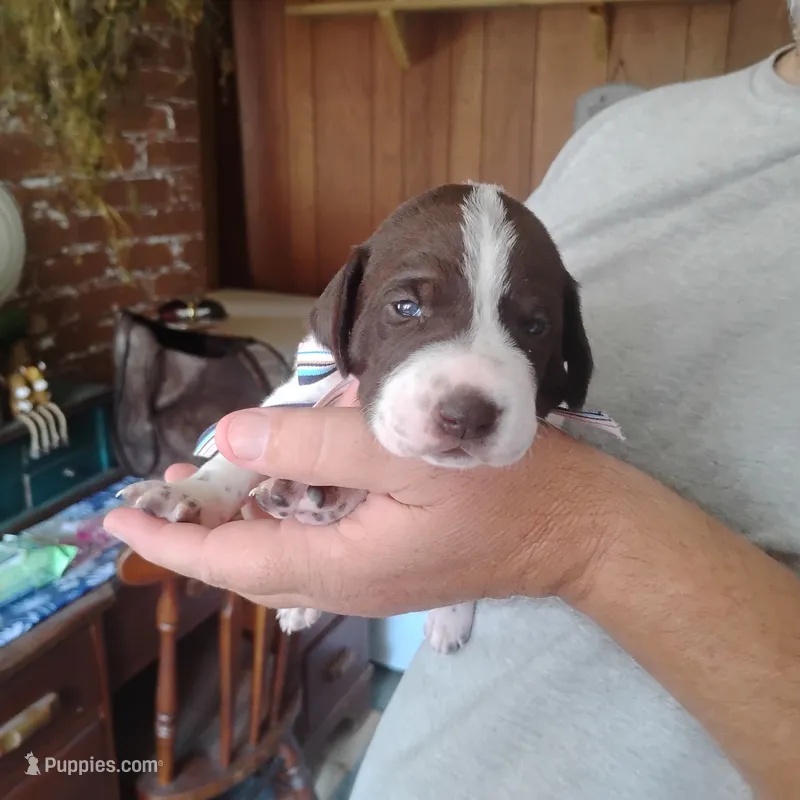 Madilyn – German Shorthaired Pointer puppy for sale in Defuniak Springs, FL