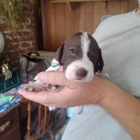 Madilyn, a female German Shorthaired Pointer for sale in Defuniak Springs, FL – 1 of 10