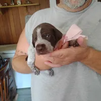 Genevieve, a female German Shorthaired Pointer for sale in Defuniak Springs, FL – 3 of 10